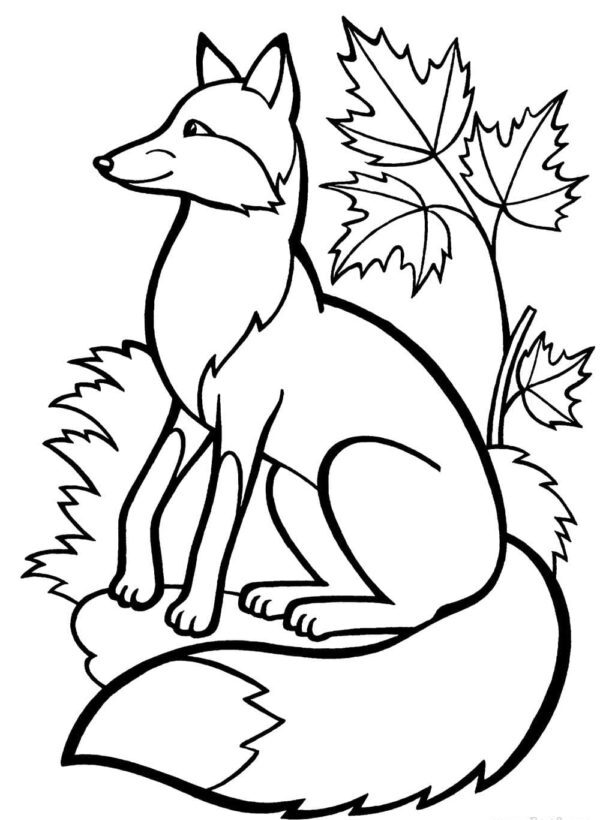desenhos de raposa para colorir